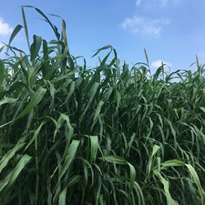 パールミレットの種 ネマレット 1kg