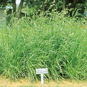 春菊の種 さとにしき 1L ( 野菜の種 ) : 菜園くらぶ Yahoo!店 - 通販