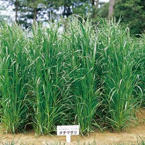 イタリアンライグラス ガルフ 20kg (1kg×20袋) カネコ種苗 牧草 種