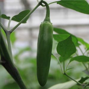 とうがらしの種 メヒカーナ 100粒