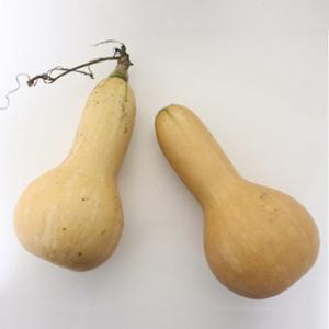 有機種子 かぼちゃの種 バターナッツ 小袋の商品画像