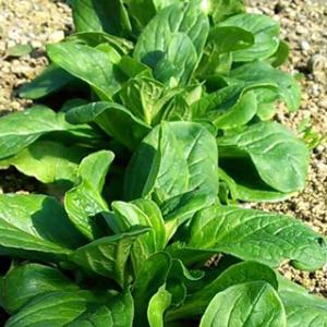 有機種子 ハーブの種 コーンサラダ マーシュ 小袋