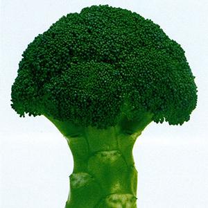 SK9-099 ブロッコリー種子 ペレット5000粒 【野菜種子】【サカタのタネ