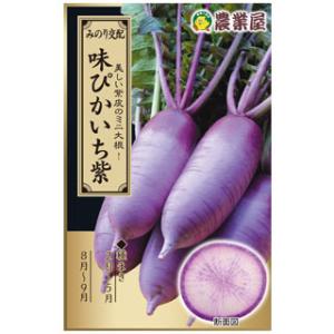 大根の種 味ぴかいち紫 小袋 2ｍｌ（約130粒） ( ダイコン 野菜の種 )