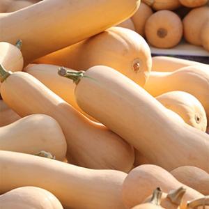 野菜・種/苗 青実はやとうり 千成うり 千成瓜 隼人瓜 ハヤトウリ 種