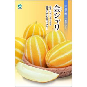 野菜・種/苗 青実はやとうり 千成うり 千成瓜 隼人瓜 ハヤトウリ 種
