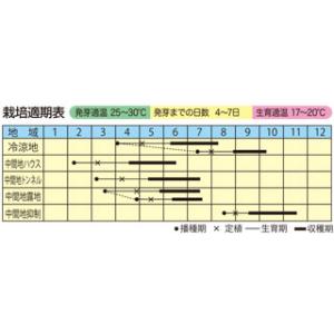 ズッキーニの種 秋どりズッキーニ オータムZ 小袋の詳細画像1