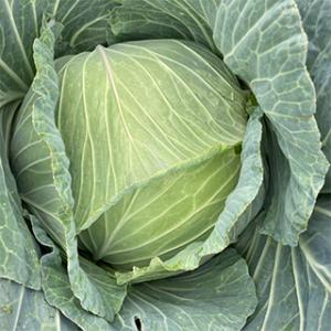 キャベツの種 キャベツ　冬のサトウくん コート千粒