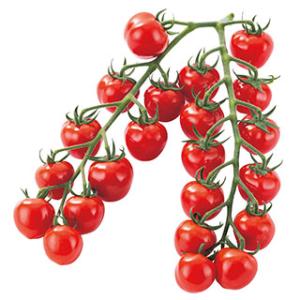 ミニトマトの種 ＣＦプチぷよ２ 100粒  ( 野菜の種 )