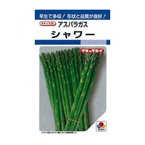 アスパラガス パープルタワー 8粒 渡辺農事（株） : グリーンロフト