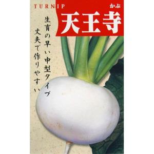 カブの種 天王寺 8ml ( 野菜の種 )の商品画像