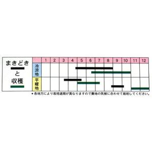 カブの種 天王寺 8ml ( 野菜の種 )の詳細画像1