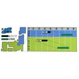 カボチャの種 えびす 小袋(RF 13粒)の詳細画像1