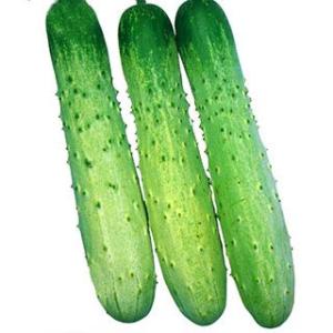 キュウリの種 （節成）相模半白 小袋 ( 野菜の種 )