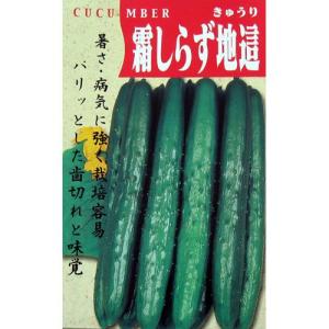 きゅうりの種 霜しらず地這 小袋 (30粒)の商品画像