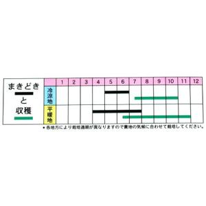 きゅうりの種 霜しらず地這 小袋 (30粒)の詳細画像1