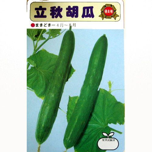 キュウリの種 立秋 10ml ( 野菜の種 )