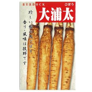 ゴボウの種 大浦太 小袋 約10ml ( 野菜の種 )