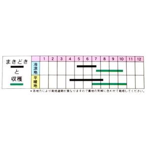 ささげの種 十六ささげ 小袋の詳細画像1