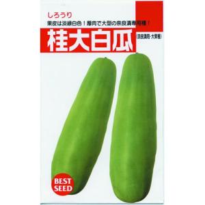 白瓜の種 桂大白瓜 小袋 ( 野菜の種 )