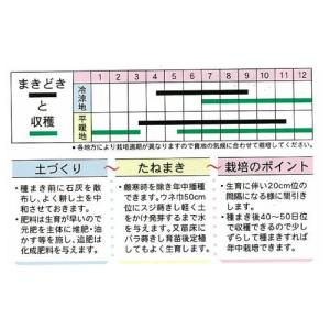 ちんげん菜の種 パクチョイ 8mlの詳細画像1