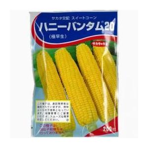 トウモロコシの種 ハニーバンタム20 200粒 ( 野菜の種 )