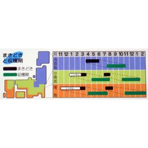 人参の種 向陽二号 ペレット700粒 ( 野菜...の詳細画像1