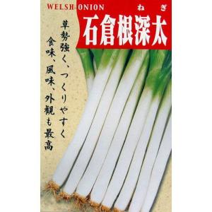 ねぎ苗 野菜苗 石倉一本ネギ 1束（約25〜40本） : 菜園くらぶ Yahoo!店
