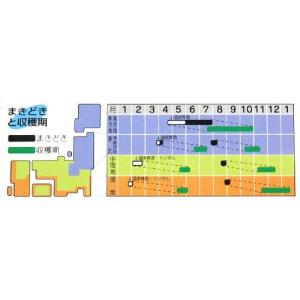 白菜の種 オレンジクイン ペレット100粒 (...の詳細画像1