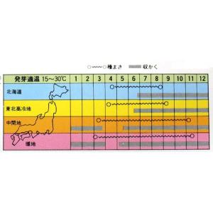 廿日大根の種 食用ビート 20mlの詳細画像1