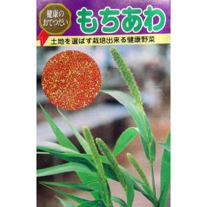 もちあわ (雑穀の種) 小袋 約50ml ( 野菜の種 )
