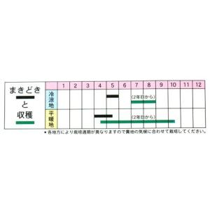 あしたば (その他葉菜類の種) 小袋 約5ml...の詳細画像1