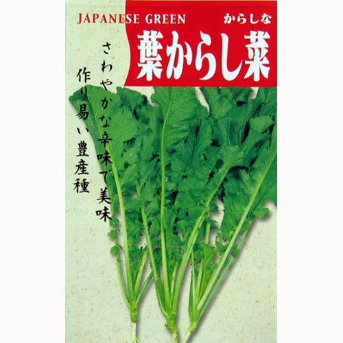 葉からし菜 (からし菜の種) 小袋 約10ml ( 野菜の種 )