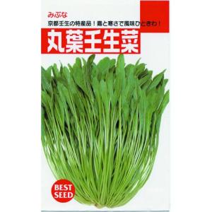 丸葉壬生菜 (晩生) (壬生菜の種) 小袋 約8ml ( 野菜の種 )