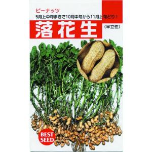 落花生の種 半立性落花生 小袋 (70ml)