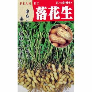 落花生の種 立性落花生 小袋(50ml)