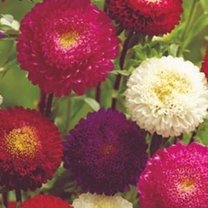 アスターの種 ポンポン混合 小袋（約150粒）