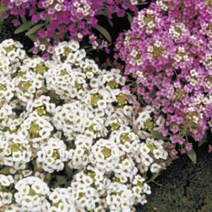 アリッサム 種 混合 小袋 （ アリッサムの種 ）