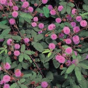おじぎ草 種 小袋 （ おじぎ草の種 ）