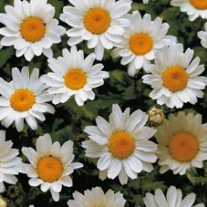 クリサンセマム 種 パルドサム ホワイト 小袋 （ クリサンセマムの種 ）
