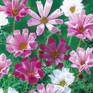 コスモスの種 シーシェル混合 小袋（約70粒） （ 秋桜 ）