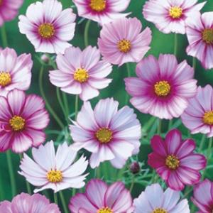 コスモスの種 ピコティ 小袋（約80粒） （ 秋桜 ）