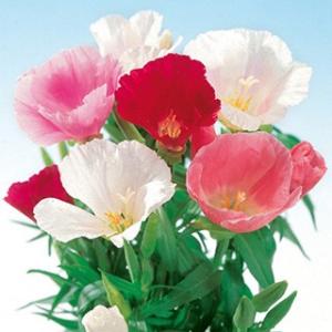 ゴデチャ 種 頂点咲混合 小袋 ( ゴデチャの種 )の商品画像