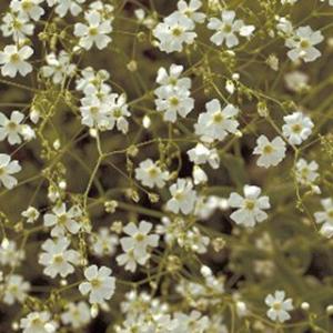 宿根かすみ草 種 八重咲き 実咲小袋 （ 宿根かすみ草の種 ） : 菜園