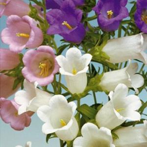 つりがね草 種 メディウム混合 小袋 （ つりがね草の種 ）