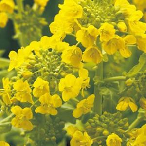 花菜 種 京都伏見寒咲 小袋 （ 花菜の種 ）