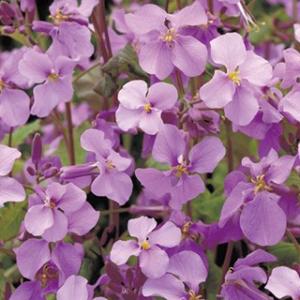 紫花菜 オオアラセイトウ 種 紫花菜 小袋 （ 紫花菜 オオアラセイトウの種 ）