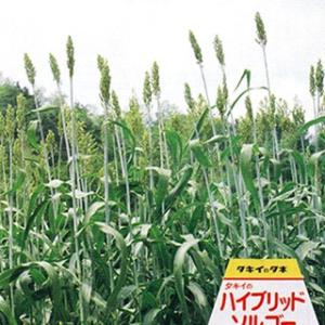 赤クローバー　種子　5Kg　（家庭菜園用） 楽天市場】レッドクローバー 種の通販