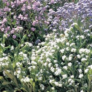 わすれな草 種 アルペストリス 混合 小袋 （ わすれな草の種 ）