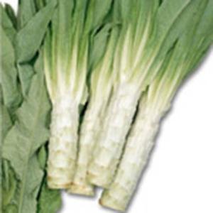 レタスの種 茎レタスケルン 実咲小袋 ( 野菜の種 )の商品画像